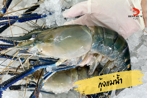 กุ้งแม่น้ำ 