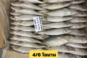 ปลาทูโอมานไซน์ 4/6