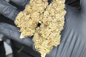 Gorilla Cookies