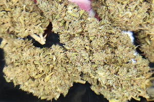 Gorilla Cookies