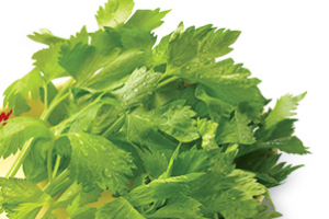 ผักคื่นช่าย (Celery)