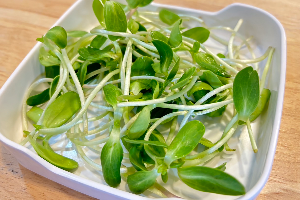 ต้นอ่อนทานตะวัน / Sunflower Sprouts
