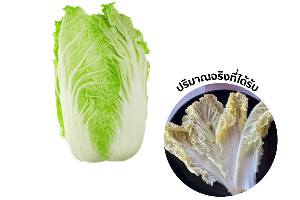 ผักกาดขาว