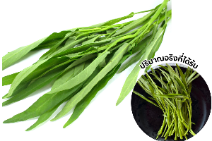 ผักบุ้ง