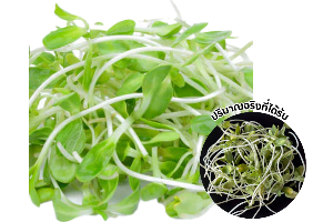 ต้นอ่ออนทานตะวัน