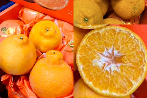 ส้มจุกนกแก้ว 15-18 ลูก (กลาง)