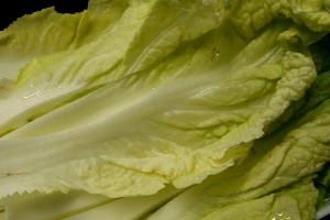 ผักกาดขาว 白菜 Chinese Cabbage