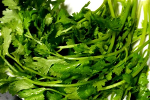 ผักชี  香菜 Coriander